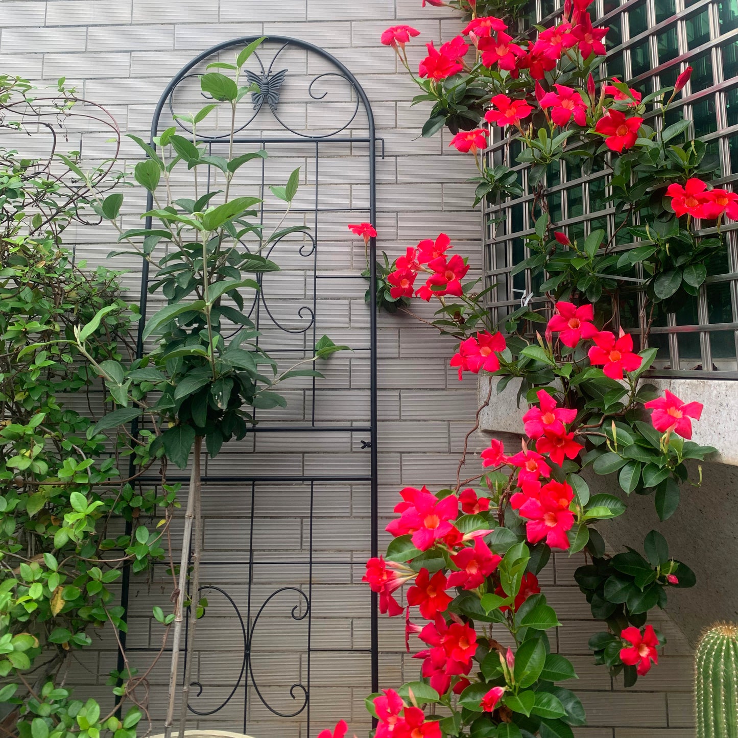 Metall Garten Gitter, 2 Pack Metallgitter für Kletterpflanzen, Indoor / Outdoor Pflanze Gitter für Topfpflanzen, Hauspflanzen, Kletterreben, Blumen und Gemüse, Rasen Garten Zaun Dekor Bildschirm