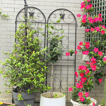 Metall Garten Gitter, 2 Pack Metallgitter für Kletterpflanzen, Indoor / Outdoor Pflanze Gitter für Topfpflanzen, Hauspflanzen, Kletterreben, Blumen und Gemüse, Rasen Garten Zaun Dekor Bildschirm